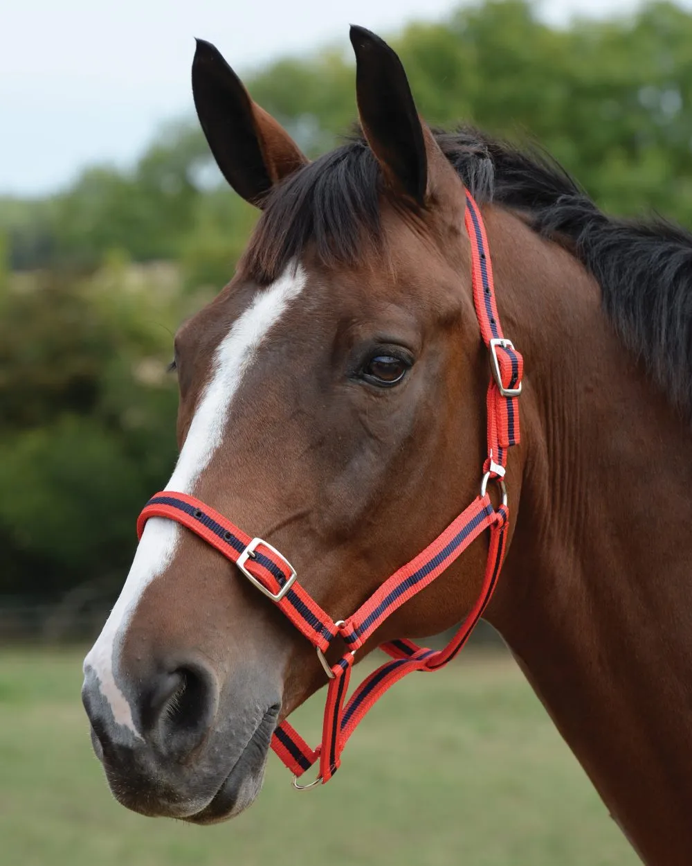 Roma Headcollar And Lead Set