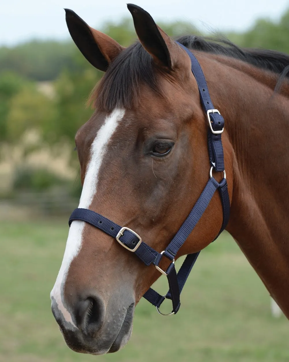 Roma Headcollar And Lead Set