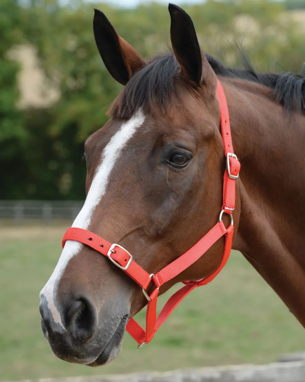 Roma Headcollar And Lead Set