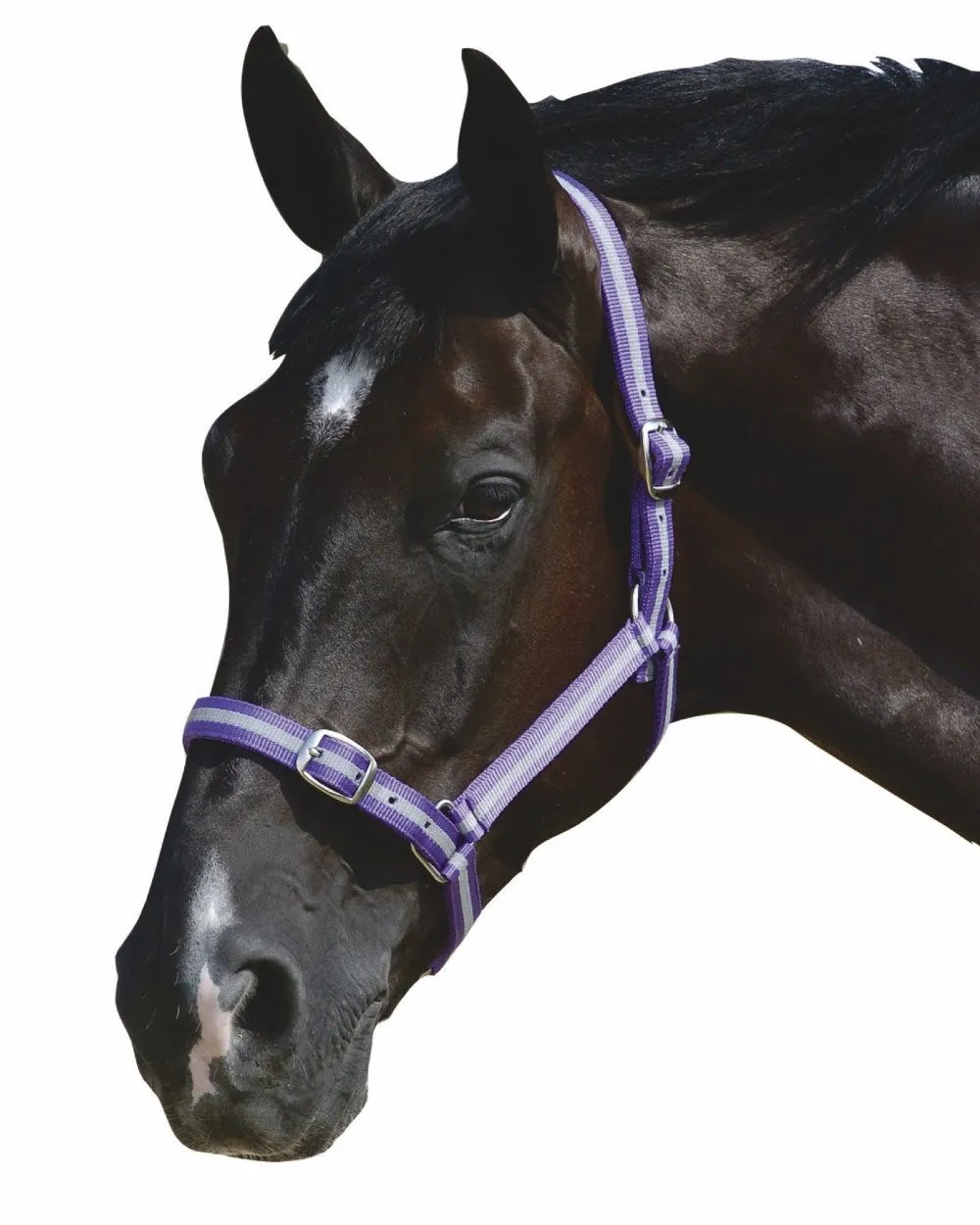 Roma Headcollar And Lead Set