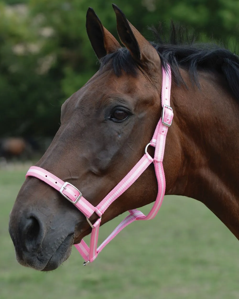 Roma Headcollar And Lead Set